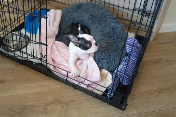 Photo of Boston Terrier puppy in a cage, crate with the door open. Her bed and blanket, plus toys and bowls can be see in the cage.