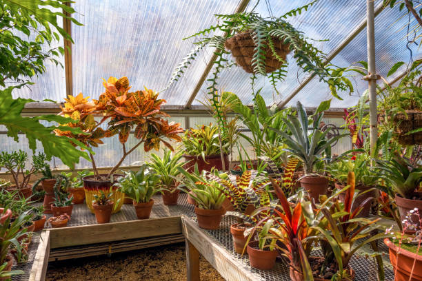 istock In the Greenhouse 1318282153
