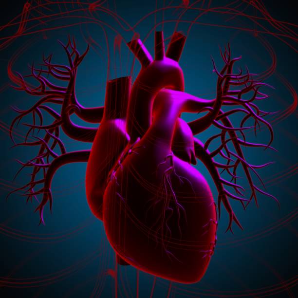 istock Human Heart Anatomy For Medical Concept 3D Rendering 1318282439