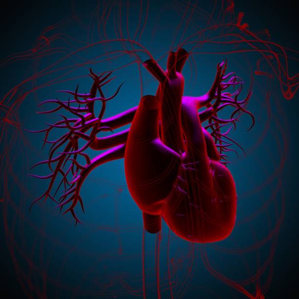 istock Human Heart Anatomy For Medical Concept 3D Rendering 1318282999