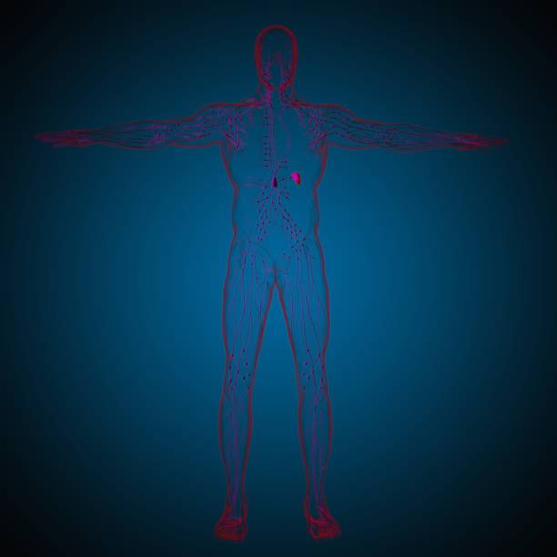 istock Human Lymph Nodes Anatomy For Medical Concept 3D Rendering 1318283074