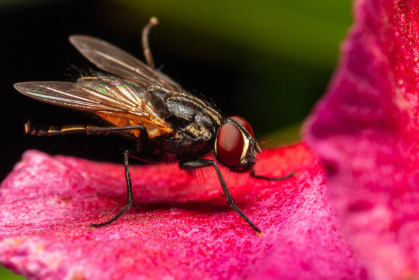 istock Flies on flower petals 1318283243