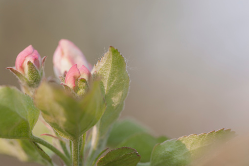 Bright pink Rose of Sharon - Hibiscus - closeup