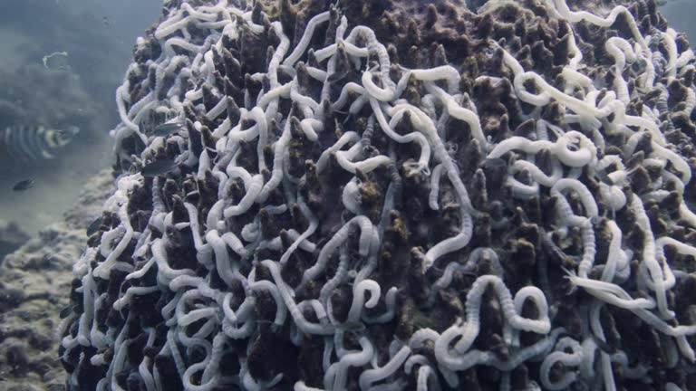 White worms on coral reef