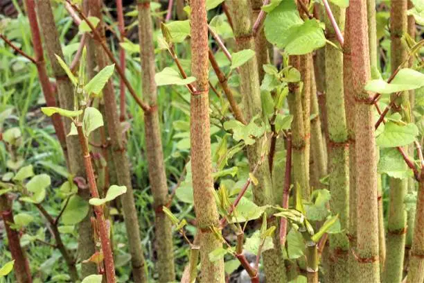 stems and leaves of Japanese Knotweed
