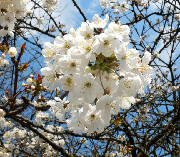 istock close up of bright white cherry blossom surrounded by branches and a blue sunlit spring sky 1318284579
