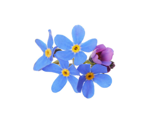 istock Delicate blue Forget-me-not flowers on white background 1318284694