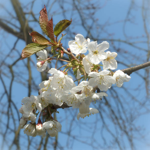istock close up of bright white cherry blossom surrounded by branches and a blue sunlit spring sky 1318284724