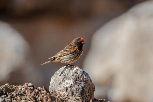 Red-fronted Serin, (Serinus pusillus) in its natural environment.