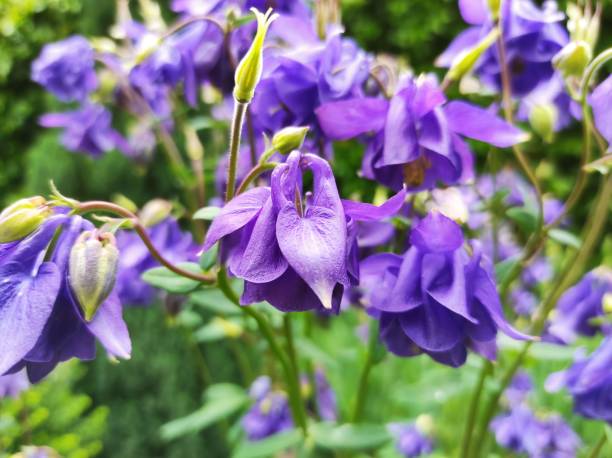 istock Purple iris single flower, floral, fresh petal, leaves 1318286689