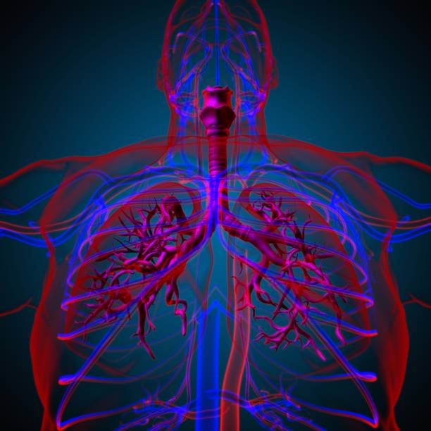 istock Lungs Human Respiratory System Anatomy For Medical Concept 3D Rendering 1318287008