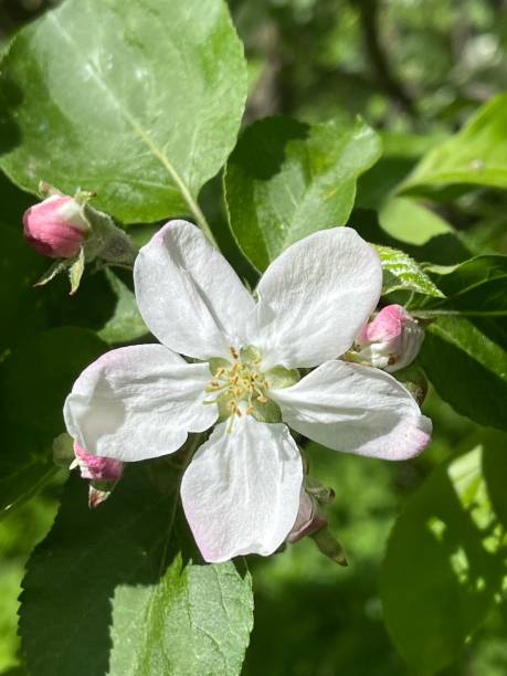 istock Beautiful blooms of apple tree 1318288895