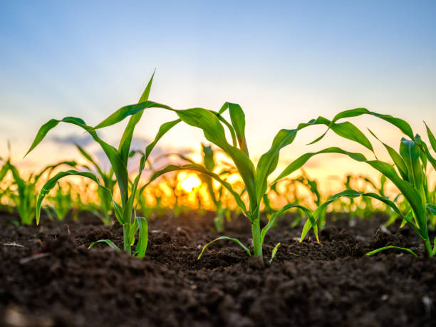 istock Green corn maize plants on a field. Agricultural landscape 1318288940