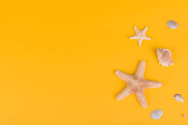 istock Beach accessories: glasses and hat with shells and sea stars on a colored background 1318289422