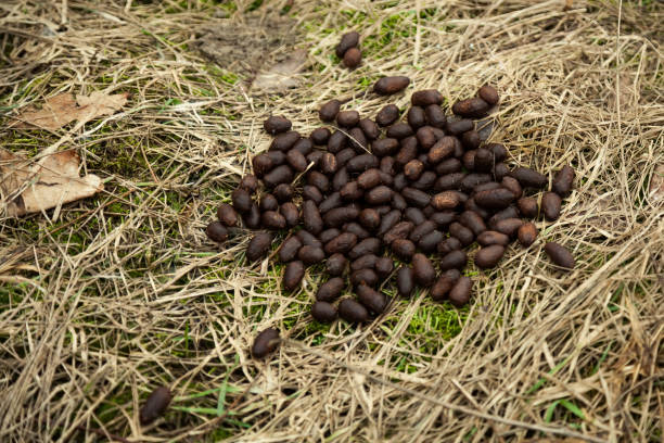 Elk droppings in the forest on the grass. Fresh moose droppings. Elk droppings. Elk droppings in the forest. Feces in the forest, natural background. Elk poop found in a pine forest. Elk droppings in the forest on the grass. Fresh moose droppings. Elk droppings. Elk droppings in the forest. Feces in the forest, natural background. Elk poop found in a pine forest bucktooth stock pictures, royalty-free photos & images