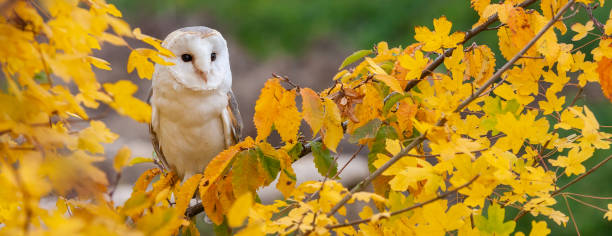 秋または秋の間に木の中で一般的な納屋フクロウ、ティトアルバ - barn owl ストックフォトと画像