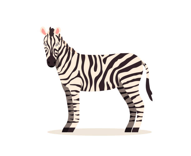 zebra afrykańska. projekt zwierząt. ilustracja wektorowa izolowana na białym tle - zebra animal isolated young animal stock illustrations