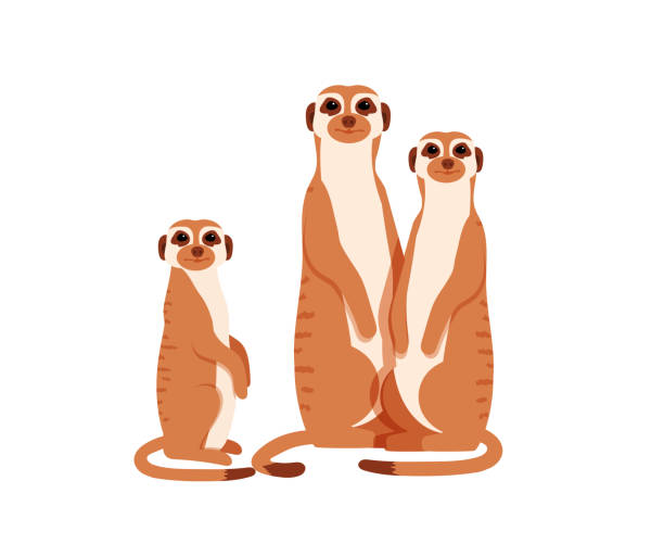 미어캣 그룹. 벡터 그림입니다. - desert africa mammal animal stock illustrations