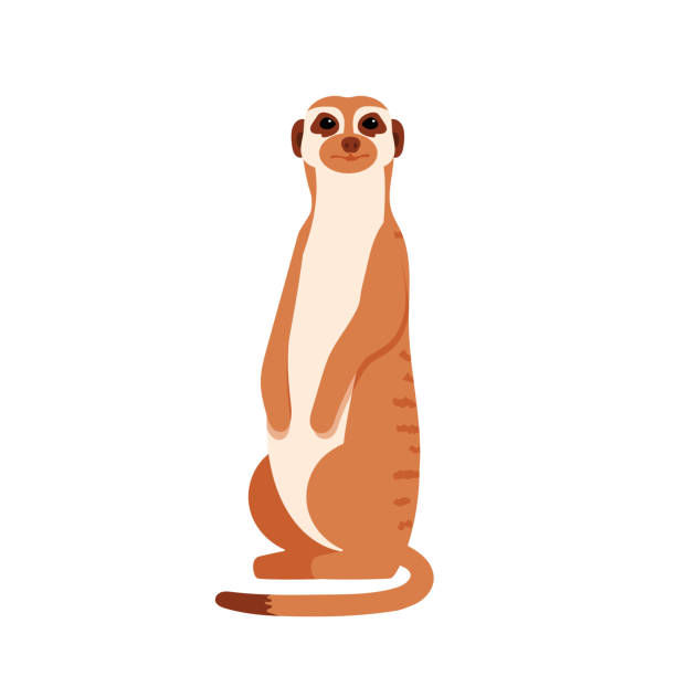 meerkat tier. vektor isoliert auf weißem hintergrund. - erdmännchen stock-grafiken, -clipart, -cartoons und -symbole