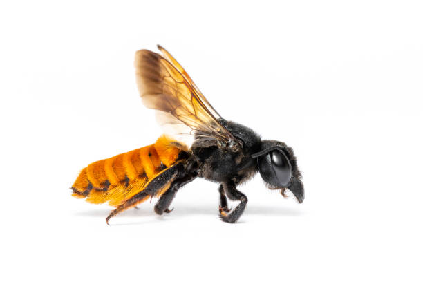 istock Image of fire tail resin bee isolated on white background. Animal. Insect. 1318296992