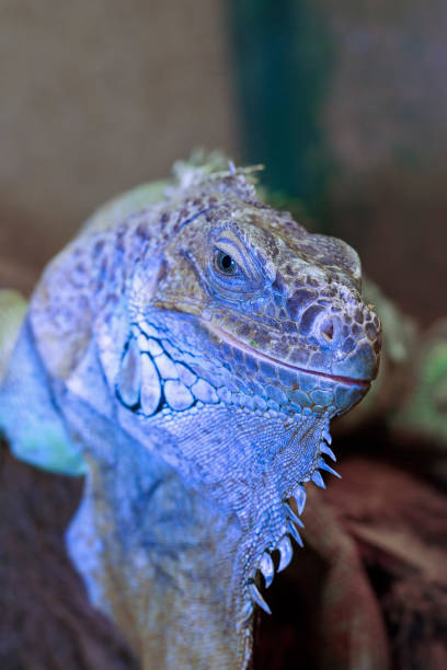 istock green iguana portrait (Iguana Iguana) 1318297752