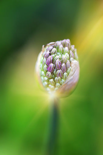 Colorful macro photo of Allium bud ready to blossom