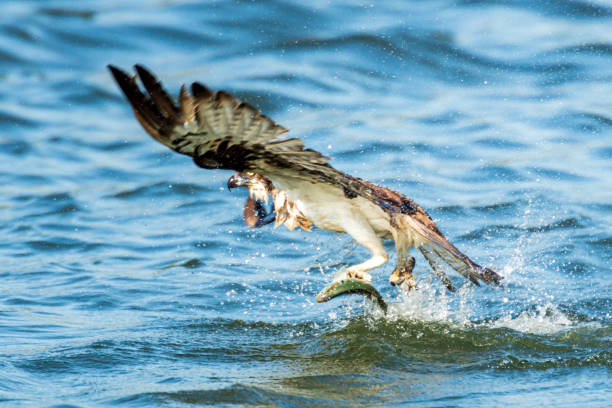 istock Bird of prey osprey 1318298140