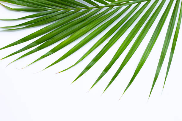istock Tropical palm leaves on with background. Summer background concept 1318298145