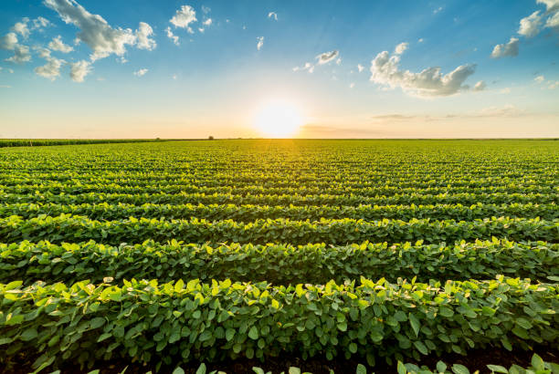 campo de soja de maduración verde, paisaje agrícola - haba de soja fotografías e imágenes de stock