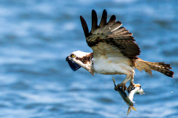istock Bird of prey osprey 1318298892