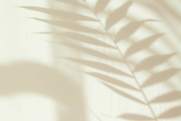 istock Abstract white shadow of a palm leaf on a white wall. Background with empty copy space for your design. Monochrome and minimalistic background with sunlight 1318299086
