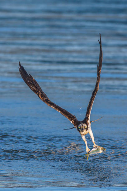 istock Bird of prey osprey 1318299108