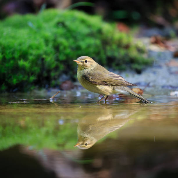istock Close-up of a common chiffchaff perched in a forest 1318299263