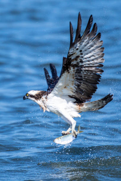 istock Bird of prey osprey 1318299311