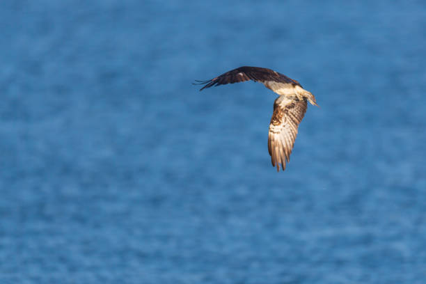 istock Bird of prey osprey 1318299382