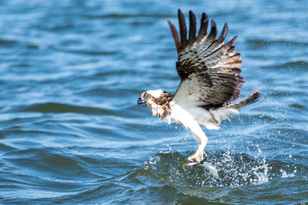 istock Bird of prey osprey 1318299472