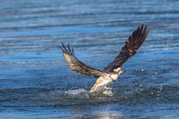 istock Bird of prey osprey 1318299573
