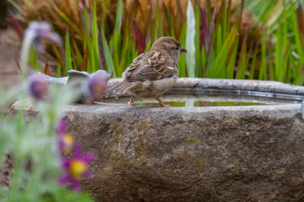 istock a sparrow standing on the border of a stony bird bath 1318300196