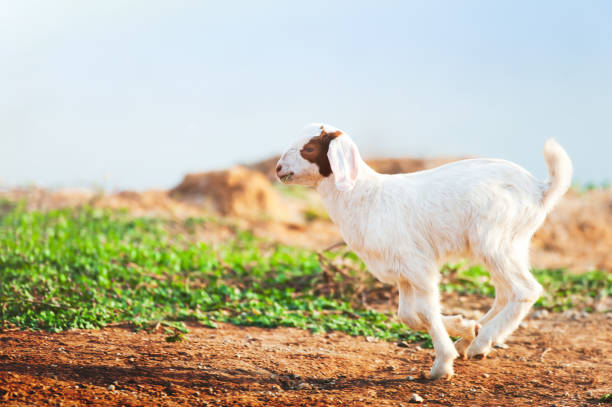 Happy white goat kid running on a pasture at sunrise. Domestic kid. Farm goat. Rural scene in summer. Motion blur.