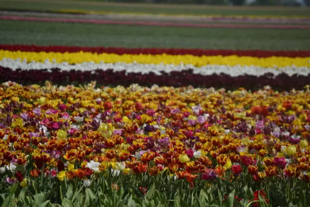 A tulip paradise in the middle of the field"n