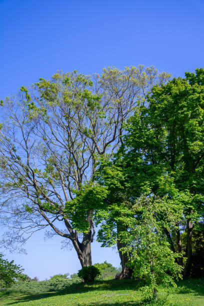 istock Fresh green and blue sky in the park 1318300405