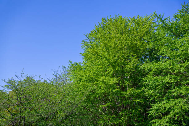 istock Fresh green and blue sky in the park 1318300408