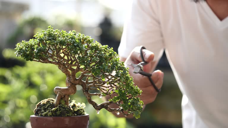 Asian man trimming beautiful small bonsai plant growing on brown potted with pruning shears in nature background, Feel happy, refreshed and relaxed in a bright morning. Bonsai Gardening Concept.