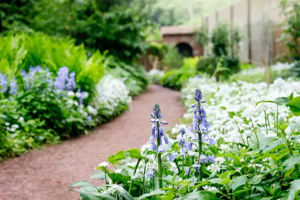 Photo of beautiful spring flowers in a garden, garden path leading to a gate, bluebells, wild garlic