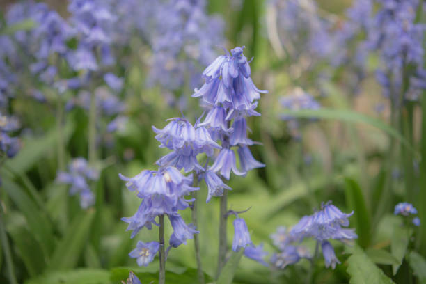 istock Field of bluebells with raindrops 1318301814