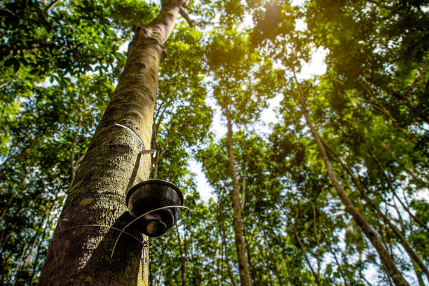 Rubber plantation After harvest in southern Thailand stock photo