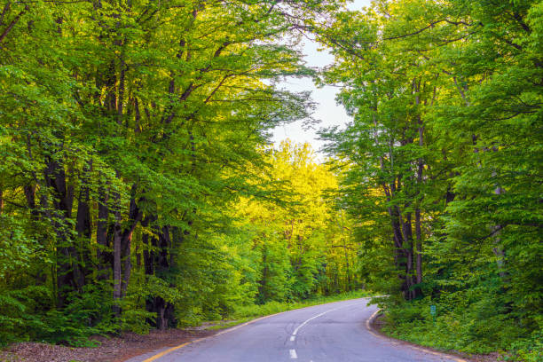 istock A winding asphalt road in a green forest 1318302080