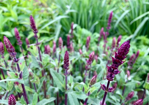 Sage  Caradonna Salvia in garden