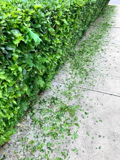 istock Hedge and Clippings after Trimming 1318307863