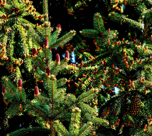 istock beautiful blooming red pine cones on the branches of a blue spruce 1318307934